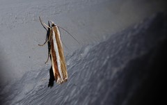 Orocrambus apicellus