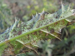 Puccinia calcitrapae
