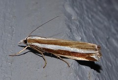 Orocrambus apicellus