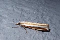 Orocrambus apicellus