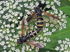 Temnostoma bombylans