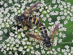 Temnostoma bombylans