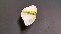 Catopsilia pomona