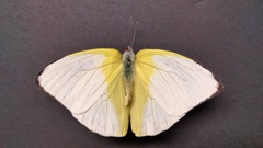 Catopsilia pomona