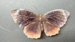 Elymnias hypermnestra