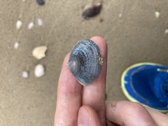 Macomona deltoidalis