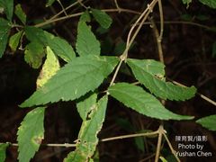 Callicarpa randaiensis
