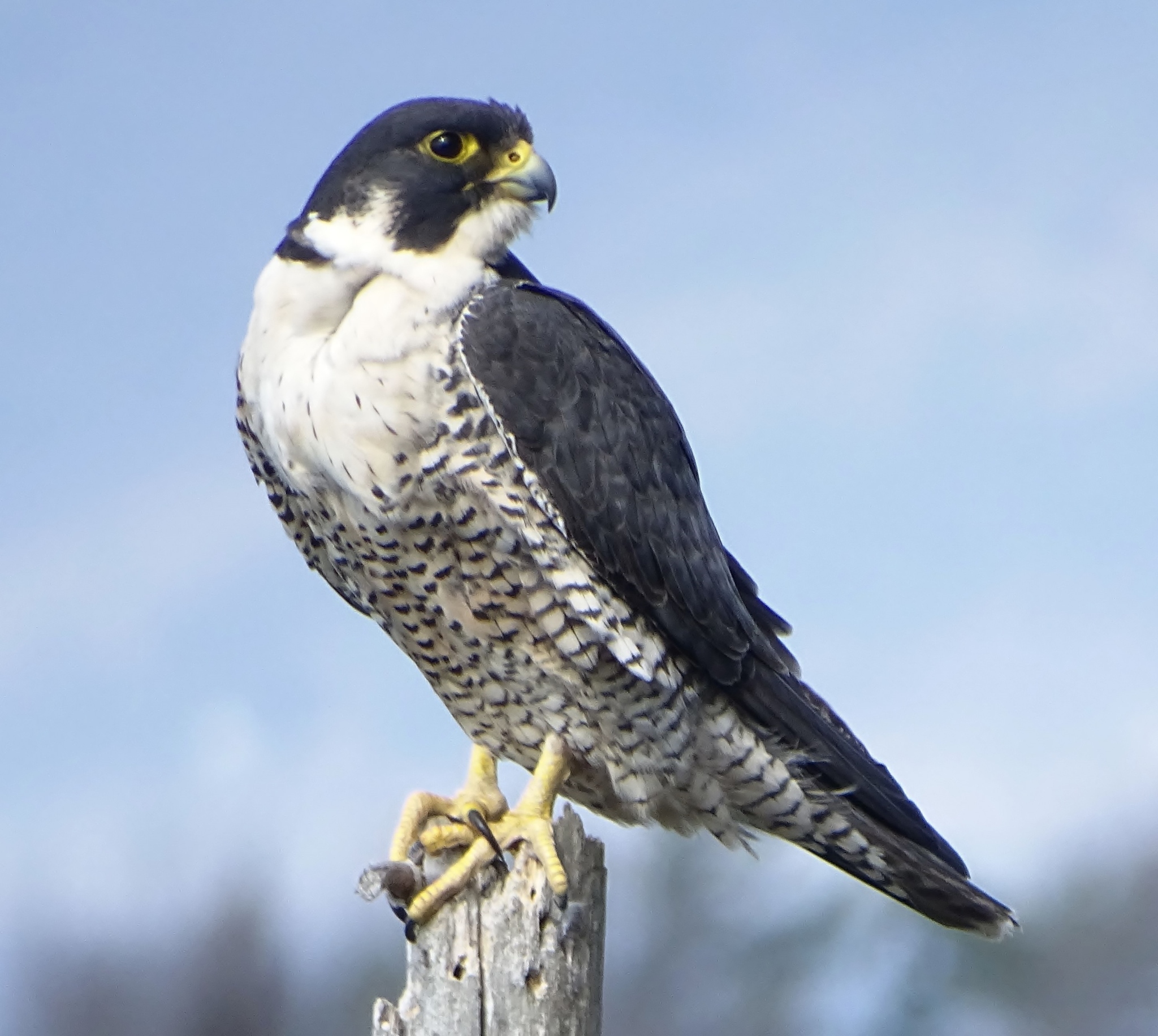 Peregrine Falcon (Falco peregrinus)
