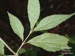 Callicarpa randaiensis