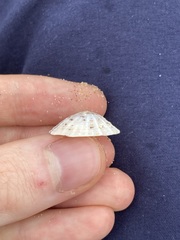 Siphonaria zelandica