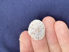 Siphonaria zelandica