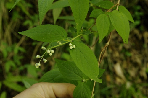 Image of Deutzia gracilis by (c) Eric Knight, some rights reserved (CC BY)