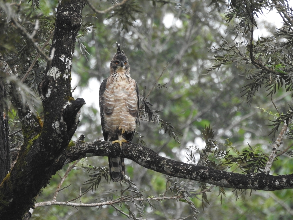 Legge's Hawk-Eagle (Nisaetus kelaarti) photo