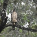 Águila Azor de Ceilán - Photo (c) Aparna Krishnan, algunos derechos reservados (CC BY), subido por Aparna Krishnan