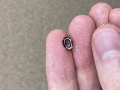 Patelloida latistrigata