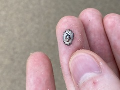 Patelloida latistrigata