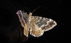 Hydriomena deltoidata