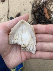 Sepia mestus