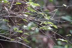 Phylloscopus proregulus