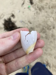 Ancillista velesiana