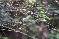 Phylloscopus proregulus