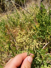 Chenopodium baccatum
