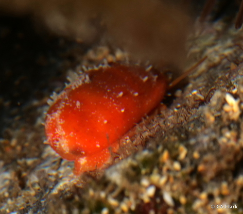 Purpuradusta fimbriata observed 2021-12-18