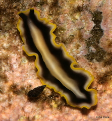 Pseudoceros paralaticlavus