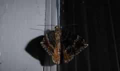 Hydriomena deltoidata