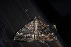 Hydriomena deltoidata