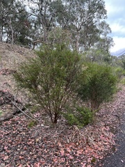 Melaleuca parvistaminea