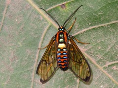 Gymnelia pavo