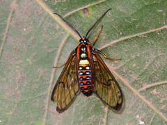 Gymnelia pavo