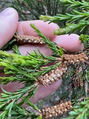 Melaleuca parvistaminea