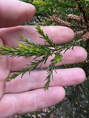Melaleuca parvistaminea