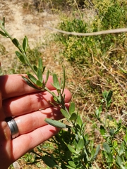Chenopodium baccatum