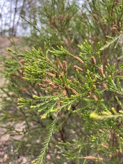 Melaleuca parvistaminea