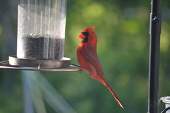 Cardinalis cardinalis