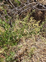 Chenopodium baccatum