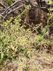 Chenopodium baccatum