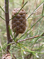 Allocasuarina diminuta