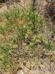 Chenopodium baccatum