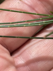 Allocasuarina diminuta