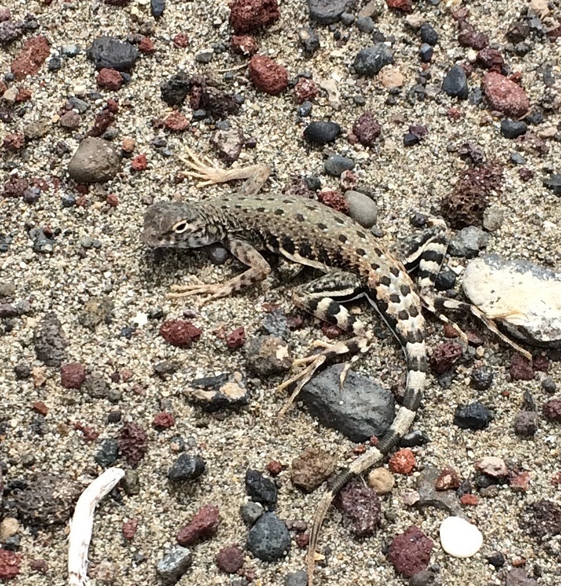 Nevada Gridiron-tailed Lizard
