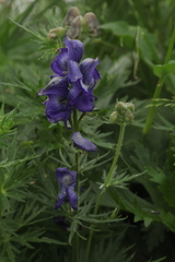 Aconitum nasutum