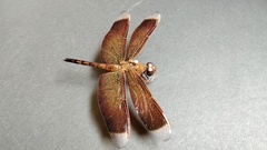 Neurothemis terminata