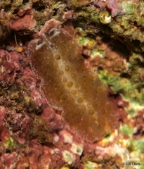 Thysanozoon tentaculatum