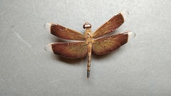 Neurothemis terminata