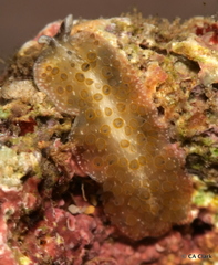 Thysanozoon tentaculatum