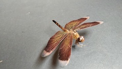 Neurothemis terminata